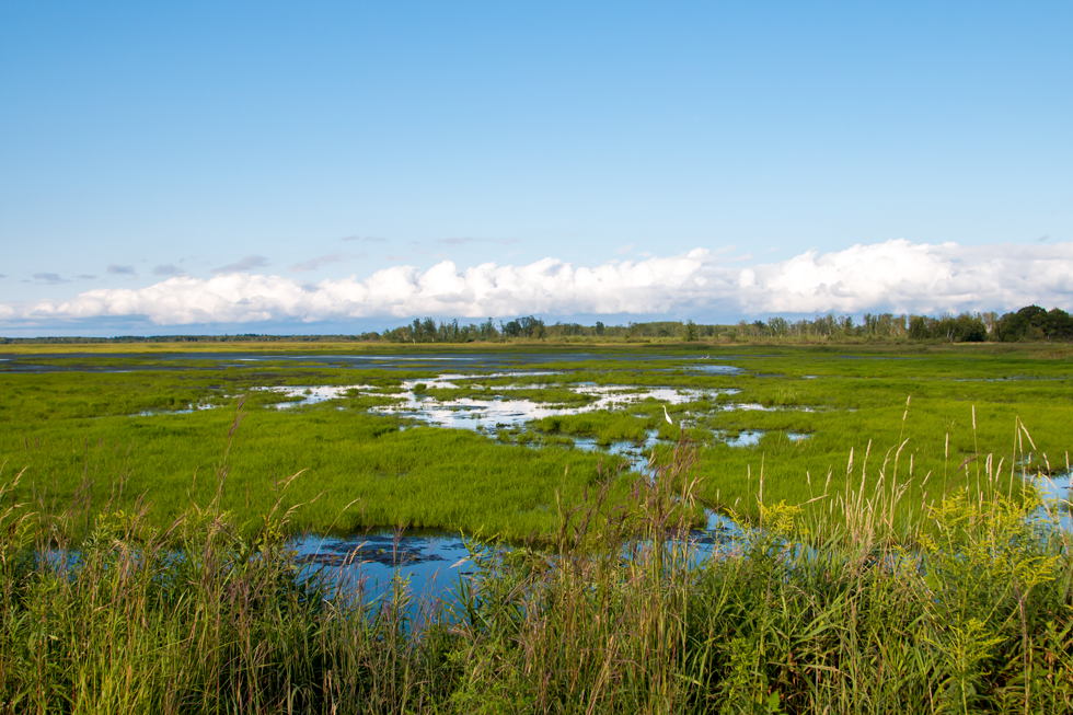 Crex Meadows The Backyard and Beyond