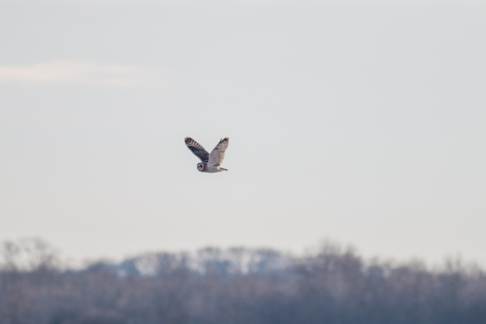 Short-eared owl begins its evening hunt.