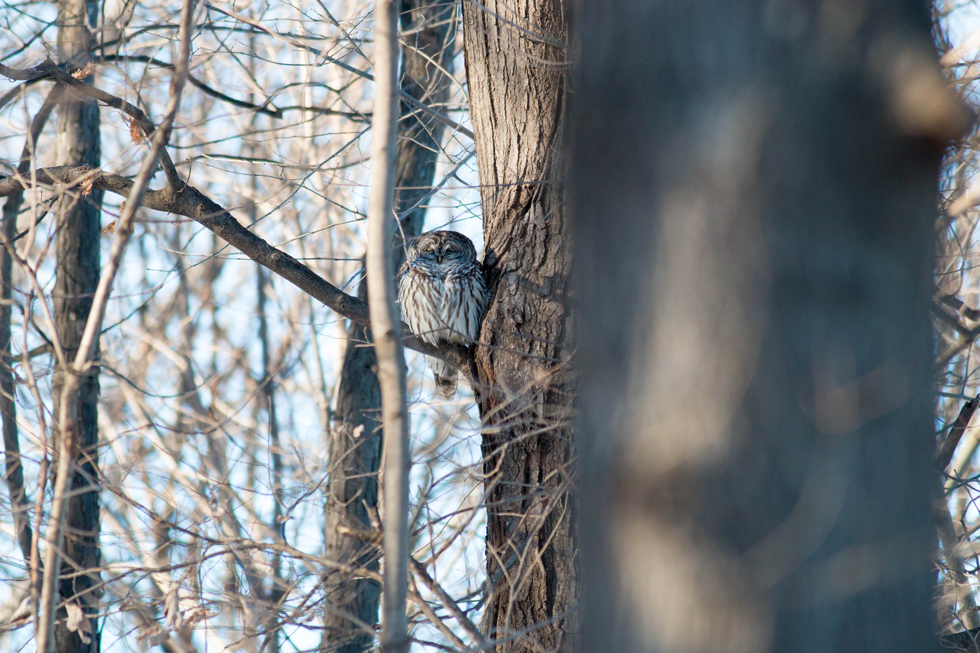 Barred Owl, UW Lakeshore Path, Madison