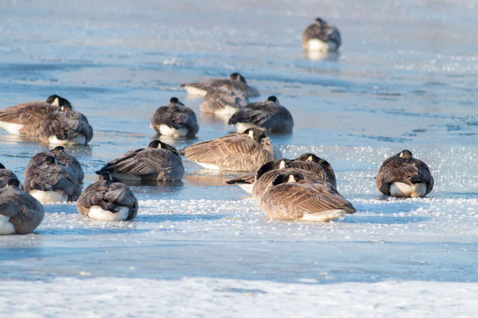 A very cold morning yesterday. Even the geese were all tucked in.