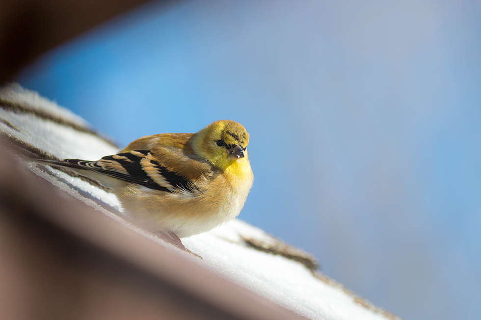 We have a bird feeder in the front yard and one in the back. The birds like to sit on (or in) the gutters in the front and fly down to the feeders.