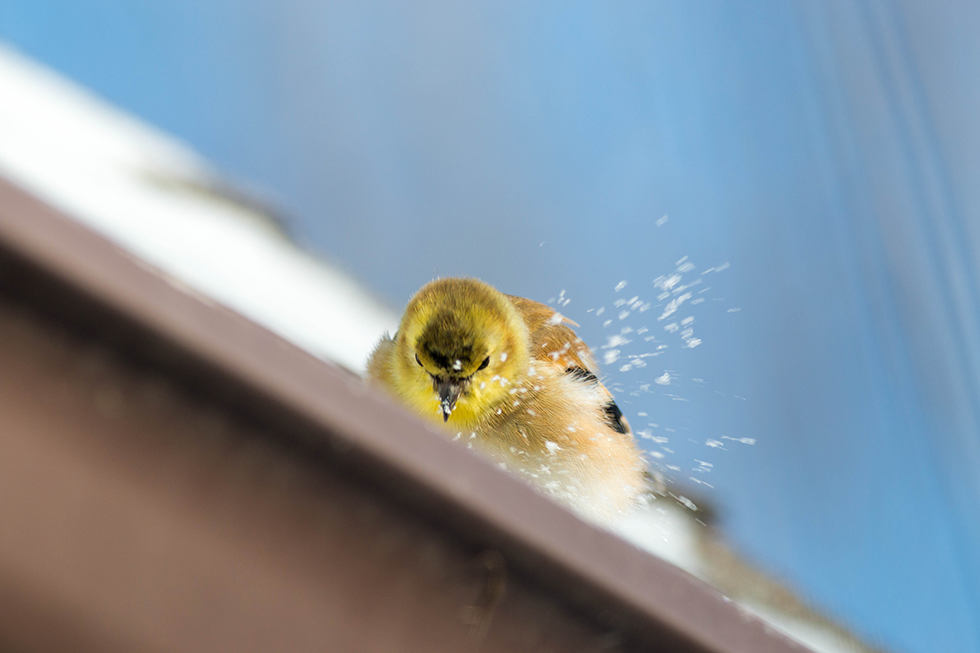 The male Goldfinches are already starting to develop their bright yellow breeding plumage. That means spring isn't far away, right?
