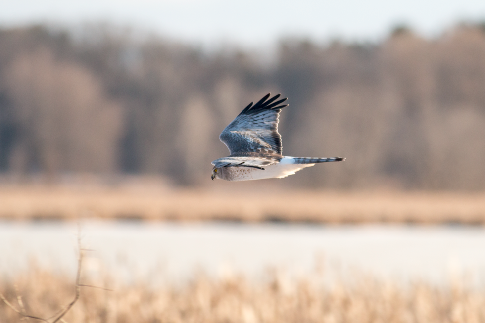 Male Northern Harrier