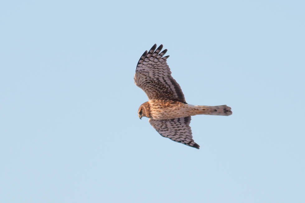 Female Northern Harrier