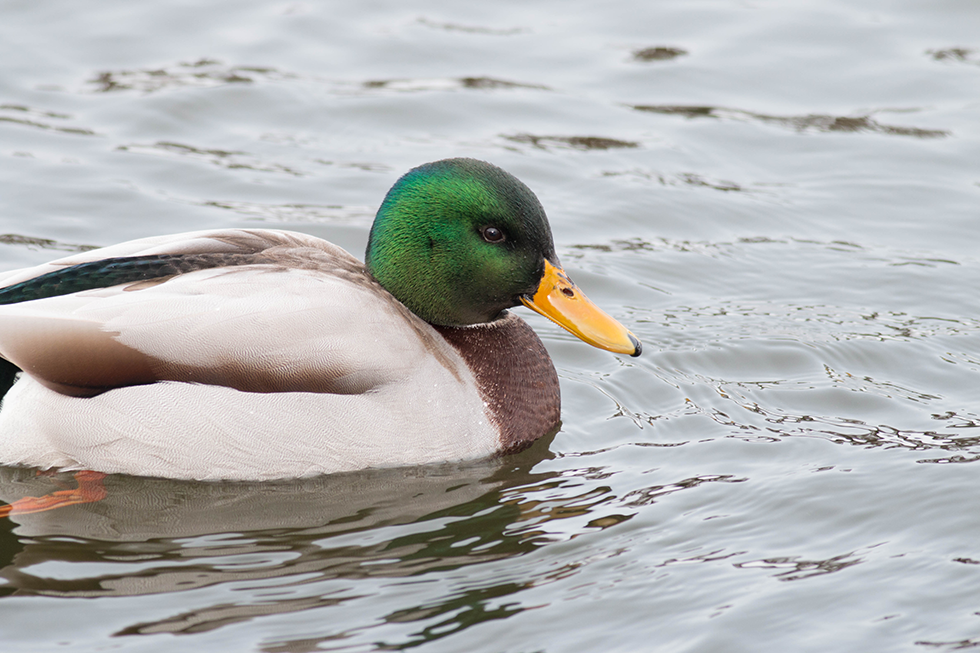 Common but beautiful.