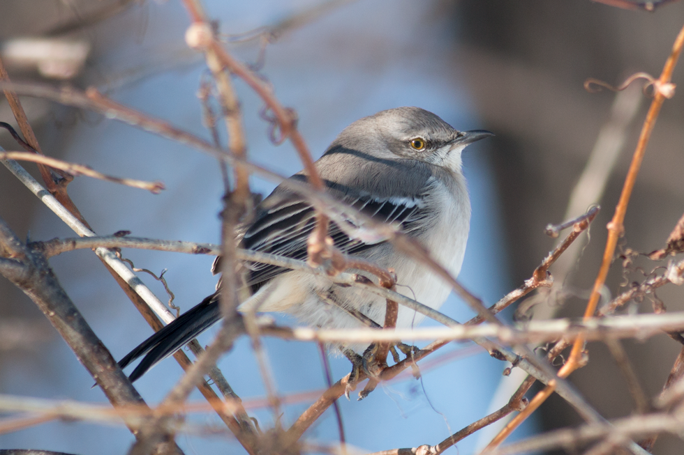 Another view of the Northern Mockingbird.