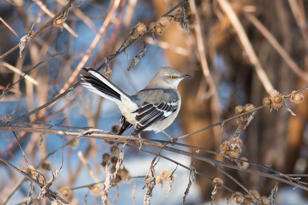 Northern Mockingbird, Madison. A rare bird for Wisconsin. Mostly lives in the in the south and southwest.