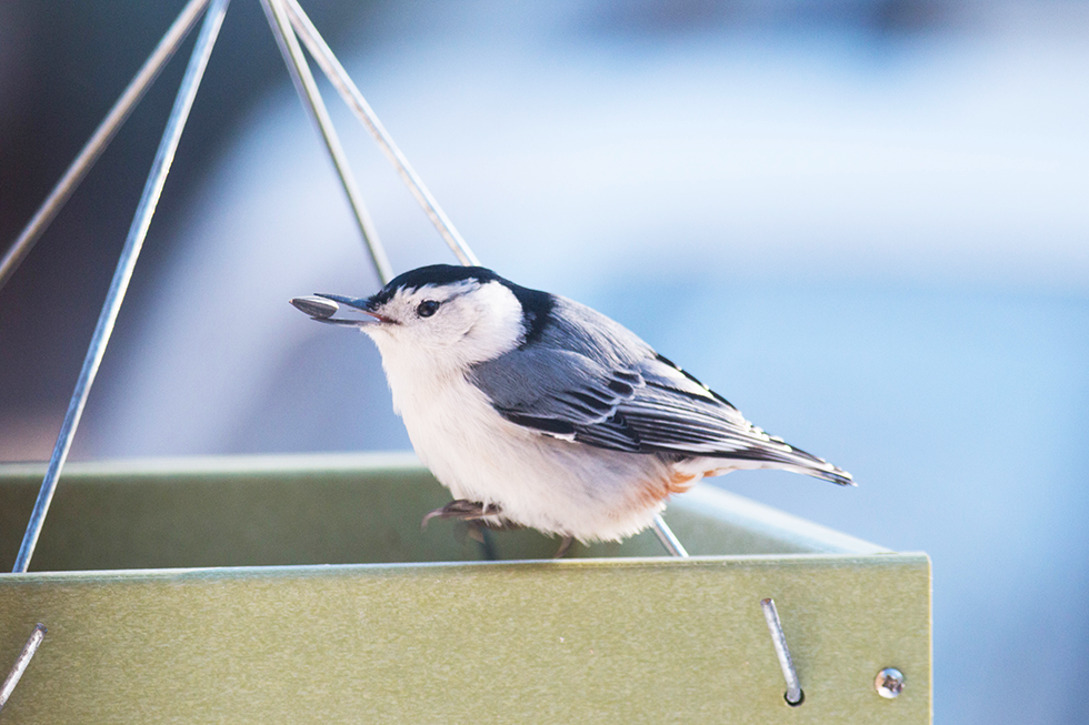White-breasted Nuthatch ready to cache a sunflower seed.
