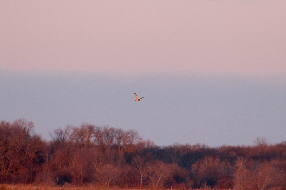 Short-eared owls are mainly winter residents of Wisconsin. They spend their summers in Canada and Alaska.