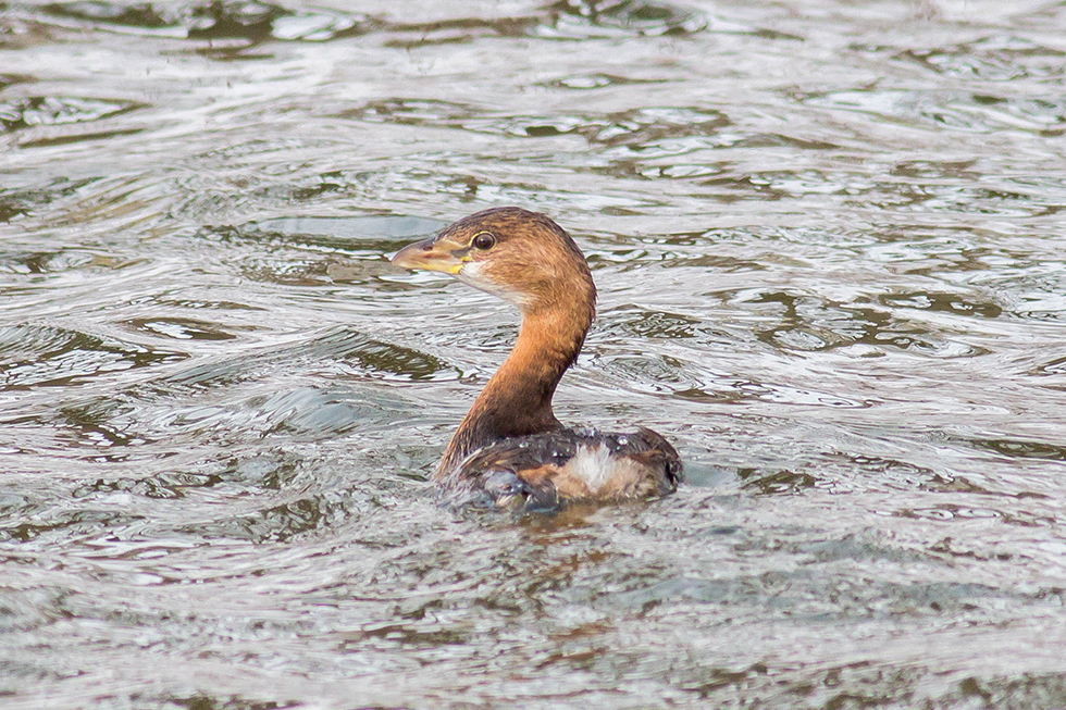 Pied-billed Grebe, Yahara River, Stoughton, 