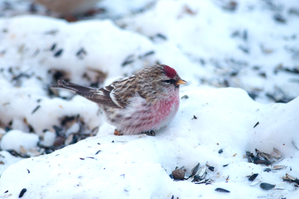 NEW Feeder Bird: Common Redpoll. Never had one of these at the feeder before and one or two have been showing up regularly over the last few weeks.