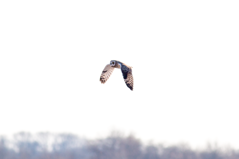 Unique and distinctive faces on these birds. They do have short ear tufts but you couldn't really see them when they were in flight. We saw 7-8 owls. 