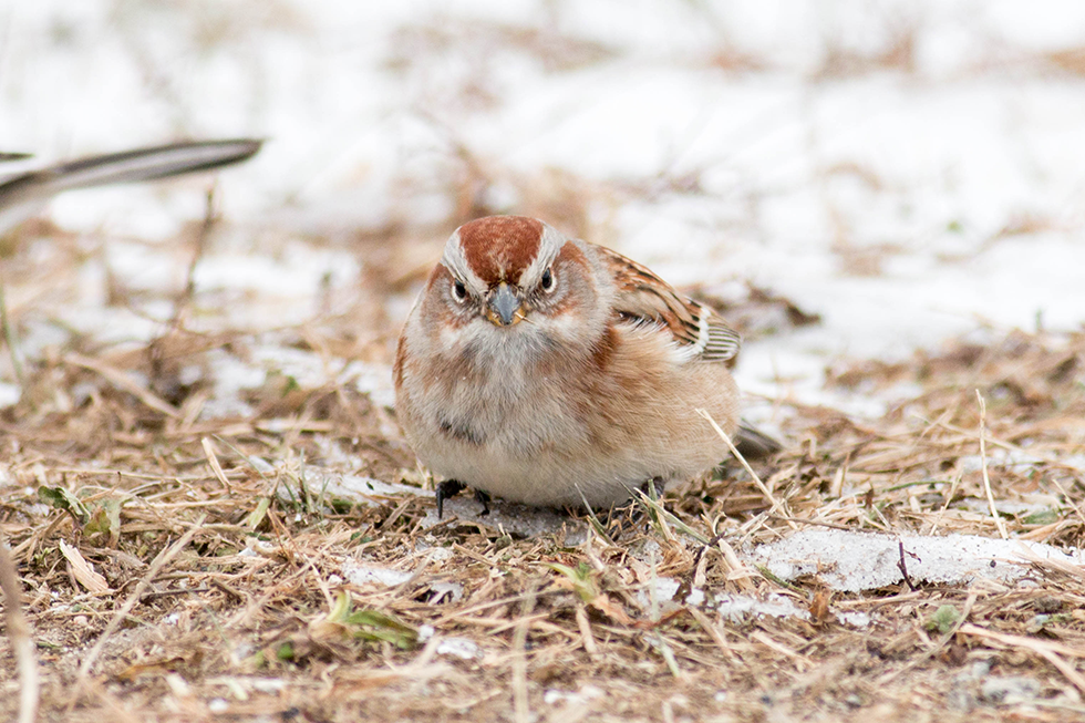 Grumpy American Tree Sparrow