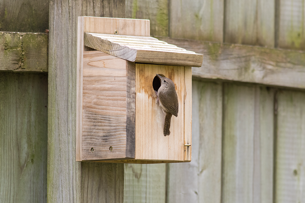 Our first returning House Wren wasted not time and started checking out possible nesting sites so he's ready when his lady returns.