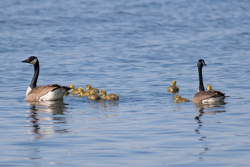 Some Canada Geese started early and already have a family to tend.