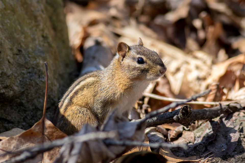 Of course the first thing to awaken is my backyard nemesis.