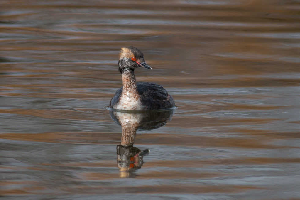Horned Grebe. A weird and wonderful looking bird.