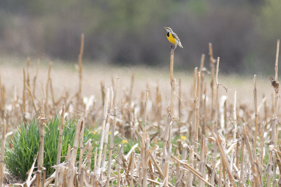 Meadowlark! I love hearing them sing.