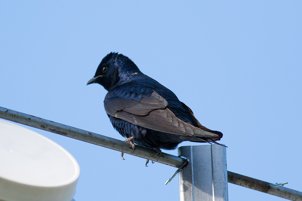 A beautiful male Purple Martin.