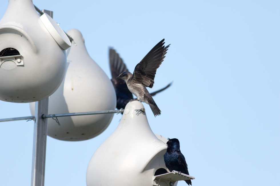 Purple Martins at Lake Kegonsa State Park.