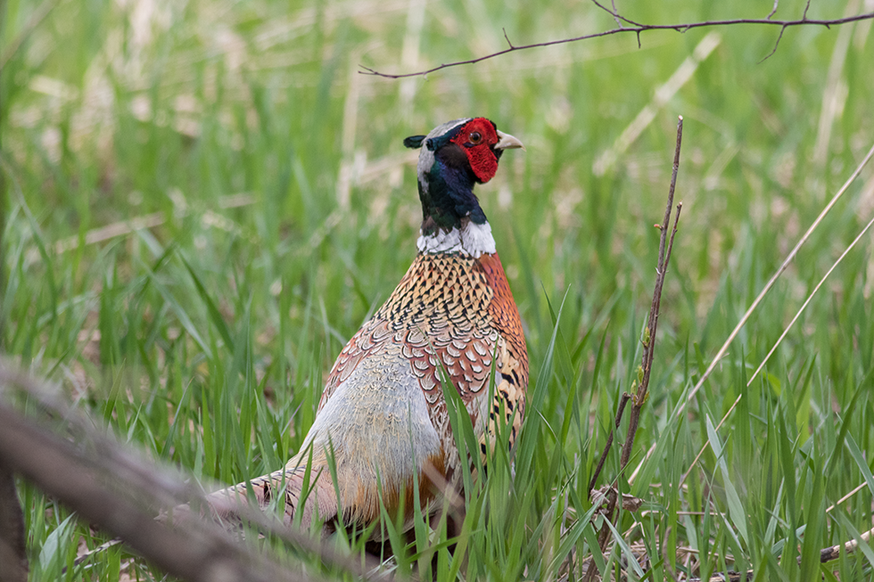 Happened across this pretty fellow along a country road. 