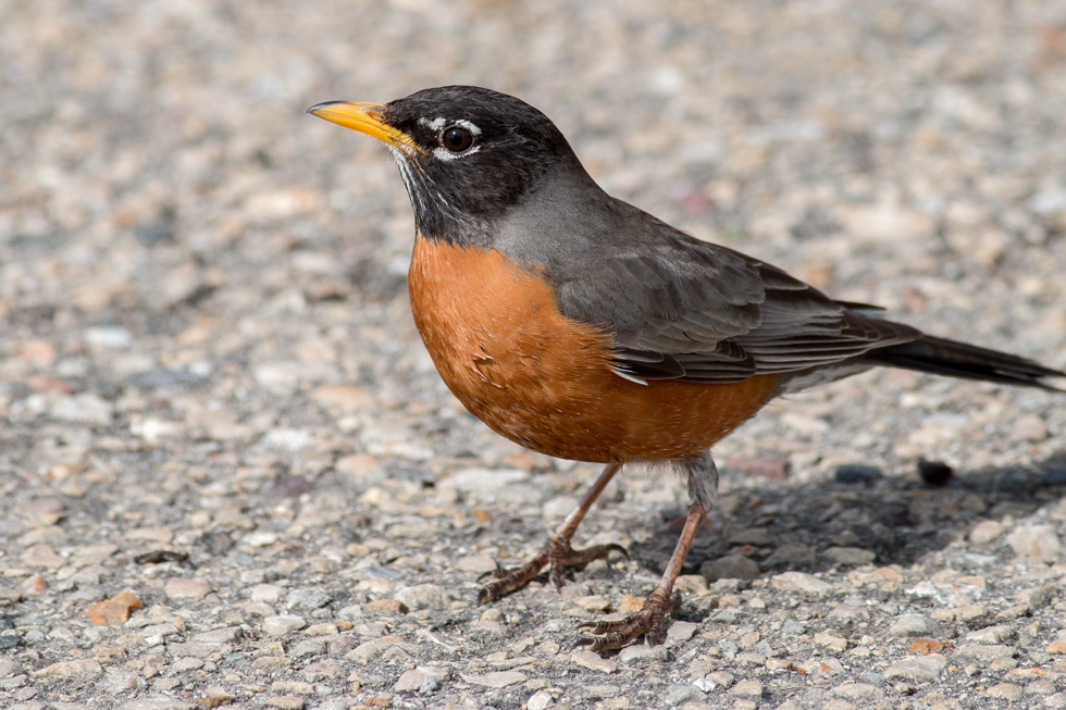 Although a few stay around all winter, when Robins start arriving in numbers, you know Spring is really here.