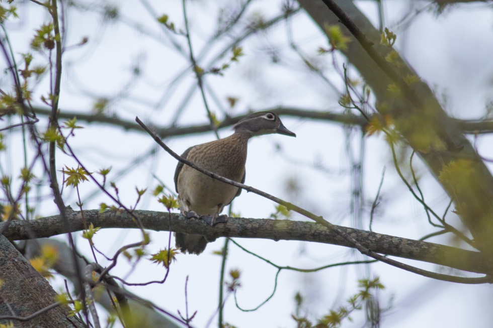 We had a couple Wood ducks fly in to a tree in our yard the other day. Funny to see them just perched like a sparrow or chickadee.