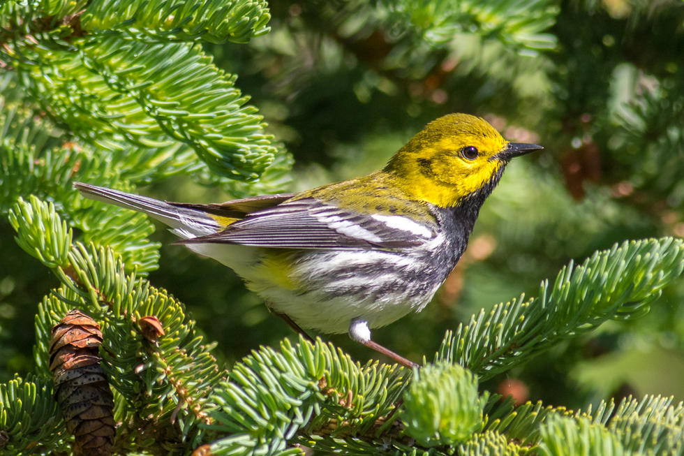 Here is a Black-throated Green Warbler. Another persistent singer. Easy to hear but very difficult to spot.