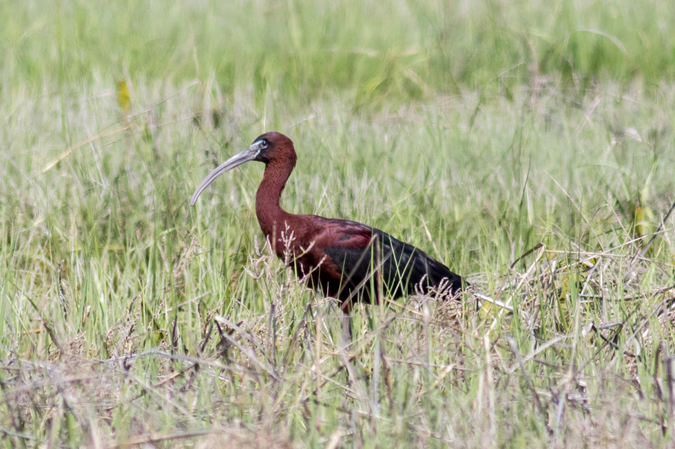 Another bird I've never seen before. A Glossy Ibis. 