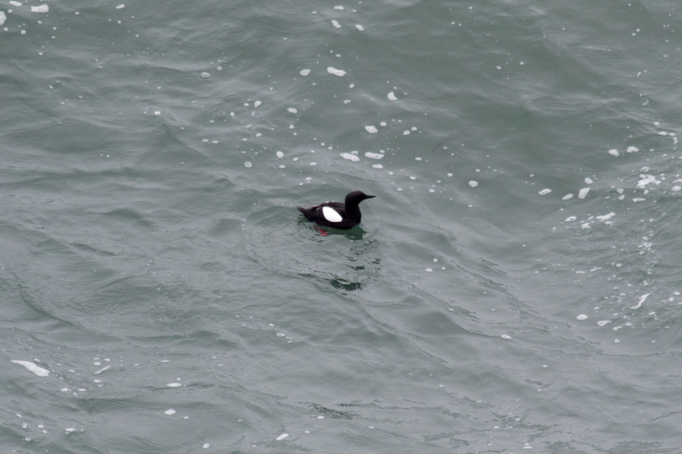Part of the fun of spending time on the coast, was seeing new birds like this Black Guillemot. They use their wings like paddles to dive up to 50 ft to catch small fish.