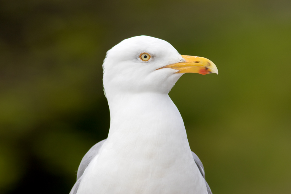 This Herring Gull was almost too friendly. Annette wanted me to give him a ginger snap but I refrained. I'm sure previous handouts gave him the courage to get uncomfortable close. I didn't quite trust him.
