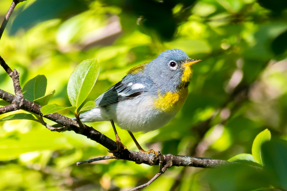 Acadia N.P. had some nice birds also. There are a number of Warbler species that spend their summers raising families in the park's forests. This is a Northern Parula. They sing non-stop and most of the time they are high in the trees but this guy obligingly came down to eye-level briefly.