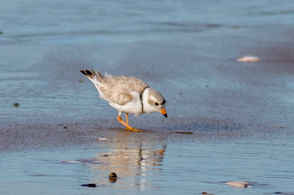 No babies while we were there but there were active nests, according to the Refuge's Facebook page.