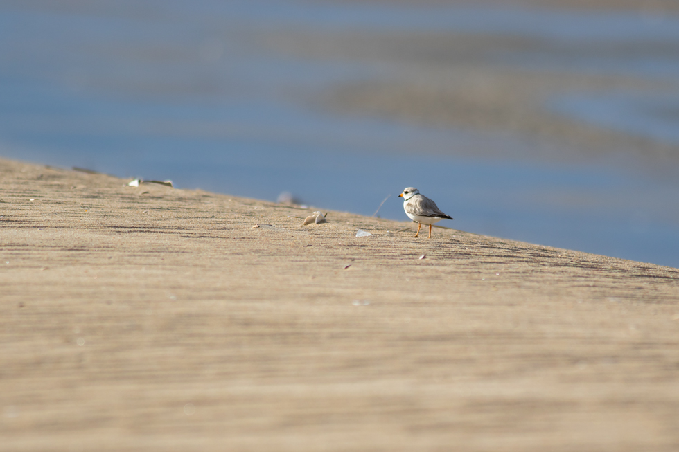 Total population is estimated at just 6,500 individuals. 