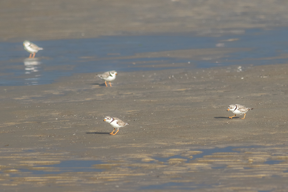 The Plovers scurry around looking for insects, worms and crustaceans.