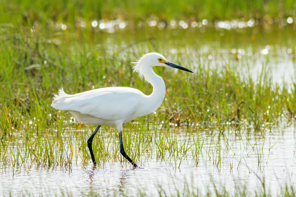 Our first full day in Maine was spent at Scarborough Marsh, a 3,200 acre saltwater marsh owned by the state's department of Inland Fisheries and Wildlife. This is a Snowy Egret, a new bird for us. They have black legs and bright yellow feet, which you can't see but which are a striking identifying feature.