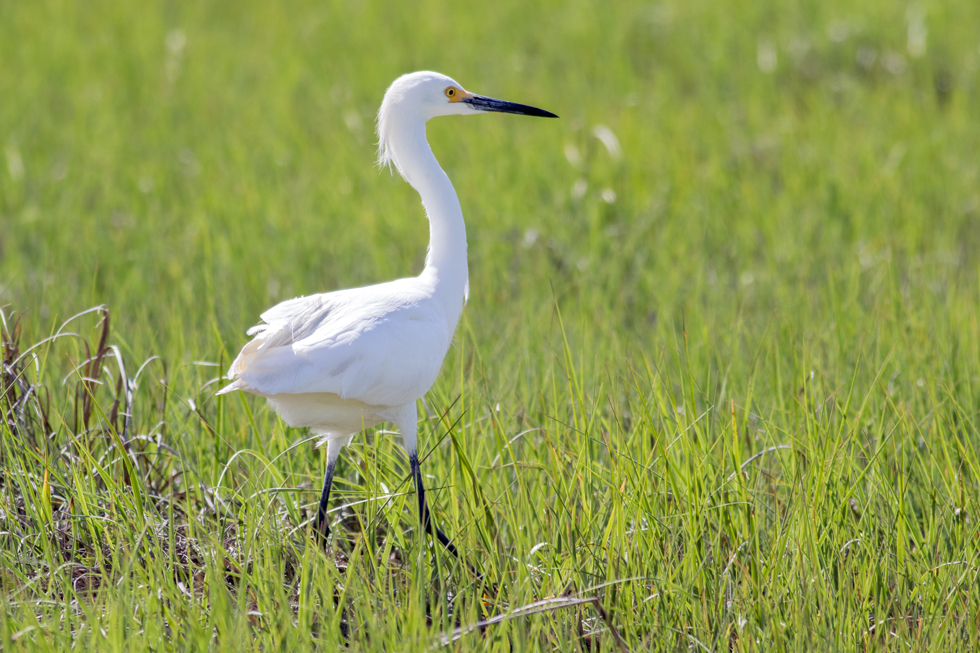 Snowy Egret