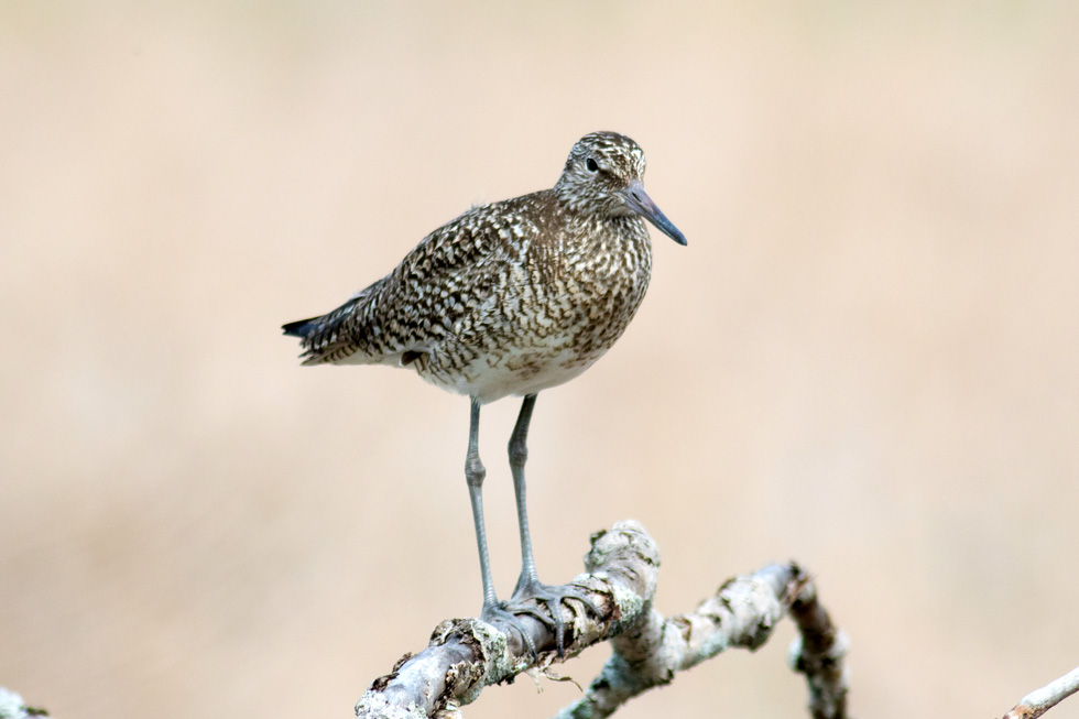 Willet. Saw one of these in the Madison area earlier this summer but they are fairly rare there and common on the east coast.