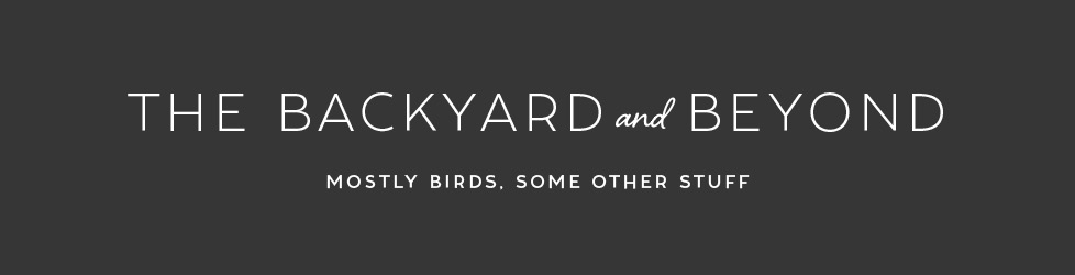 The Backyard and Beyond